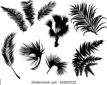 illustration with palm and fern leaves silhouettes isolated on white background