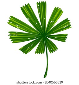 Illustration of palm leaf. Decorative image of tropical foliage and plant.