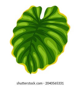Illustration of palm leaf. Decorative image of tropical foliage and plant.