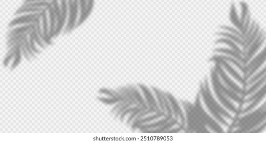 ilustração da silhueta da folha da palma sombra isolada no fundo branco transparente