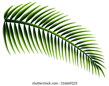 Illustration of the palm leaves on a white background