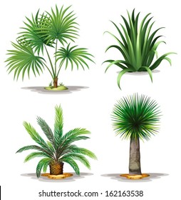 Illustration of the palm plants on a white background