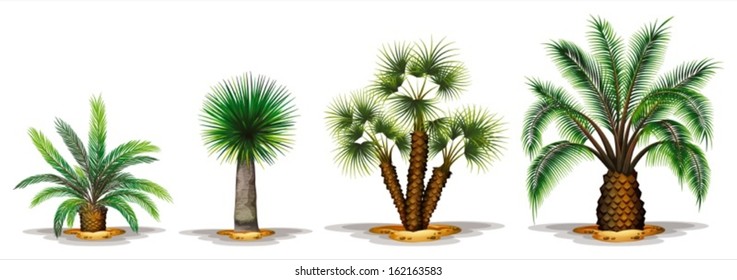 Illustration of the palm plants on a white background