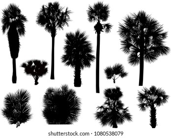 illustration with palm silhouettes isolated on white background