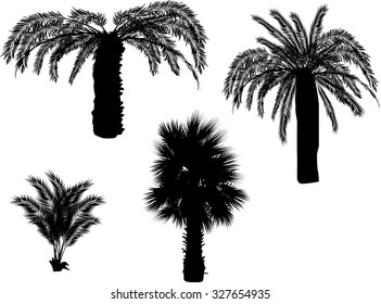 illustration with palm silhouettes isolated on white background