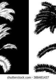 illustration with palm silhouettes isolated on black and white background