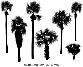 illustration with palm silhouettes isolated on white background