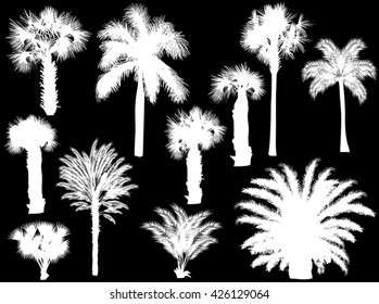 illustration with palm silhouettes isolated on black background