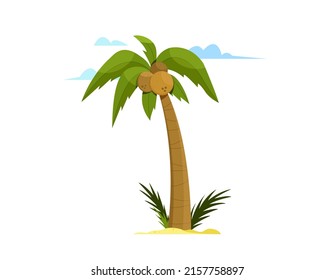 Illustration of a palm tree with coconuts isolated on white background in flat style. 