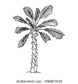 Illustration of palm tree in doodle style for design, website, background, banner.
Hand drawing floral on beach. Travel and vacation ink element template