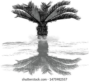illustration with palm tree isolated on white background