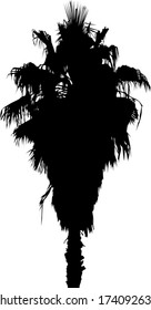 ilustración con palmera aislada en fondo blanco