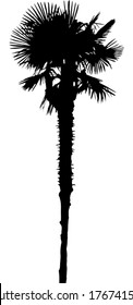illustration with palm tree isolated on white background