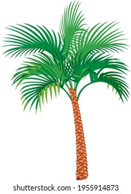 illustration of palm tree in vector