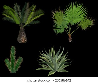 illustration with palm trees and cactus isolated on black background