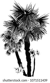 illustration with palm trees isolated on white background