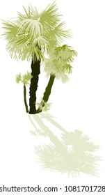 illustration with palm trees isolated on white background