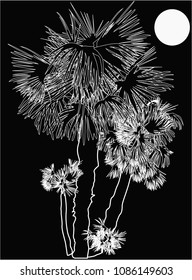 illustration with palm trees isolated on black background