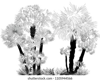 illustration with palm trees isolated on white background