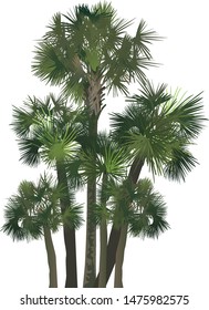 illustration with palm trees isolated on white background