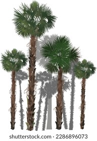 illustration with palm trees isolated on white background