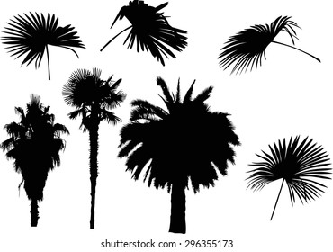 illustration with palm trees isolated on white background