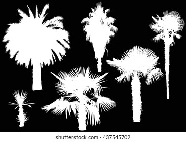 ilustración con palmeras aisladas en fondo negro