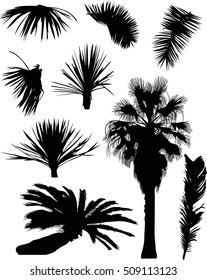 illustration with palm trees isolated on white background