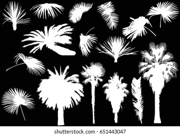 illustration with palm trees isolated on black background