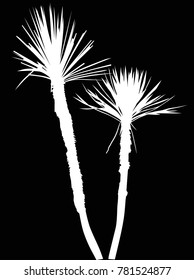 illustration with palm trees isolated on black background