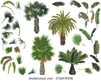 ilustración con palmeras y hojas aisladas en fondo blanco