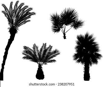 illustration with palm trees silhouettes isolated on white background