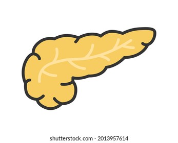 Illustration of the pancreas of the organ.