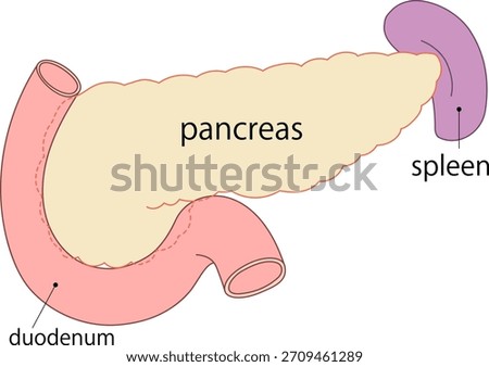 Illustration of the pancreas, spleen, and duodenum