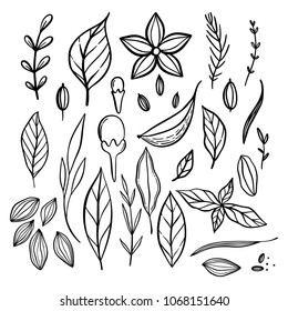 Illustration of a pantry staple objects. Cute lovely doodle drawings of spices and herbs. Spices and grains in a jars.