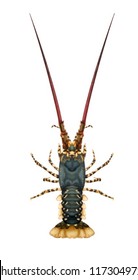 Illustration of a Panulirus spiny rock lobster on a white background