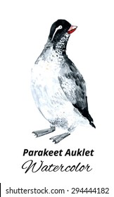 Illustration of a parakeet auklet bird