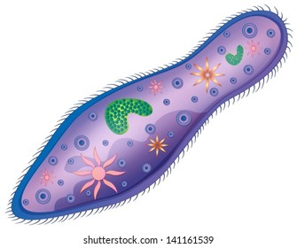 Image result for images of paramecium