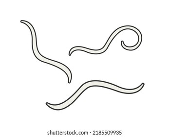 Illustration Of The Parasite Anisakis.