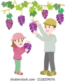 Illustration of the parent and child doing grape picking.
