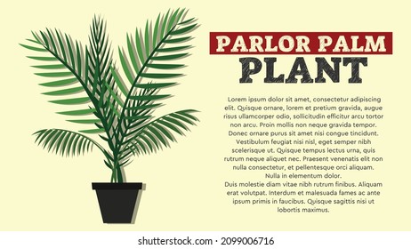 Illustration Of Parlor Palm Plant Vector Art