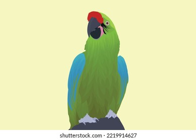 illustration of a parrot bird vector design