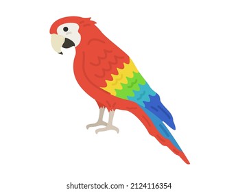Illustration of a parrot seen from the side.