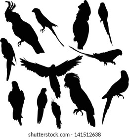 illustration with parrot silhouettes collection isolated on white background