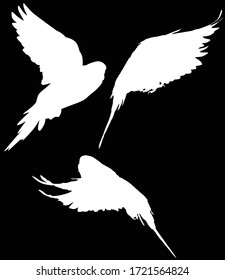 illustration with parrot silhouettes collection isolated on black background