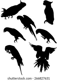illustration with parrot silhouettes collection isolated on white background