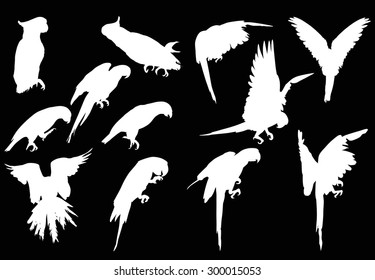 illustration with parrot silhouettes collection isolated on black background