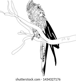 illustration with parrot sketch isolated on white background
