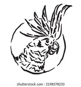 illustration of a parrot with a unique crest drawn with natural strokes and vintage style