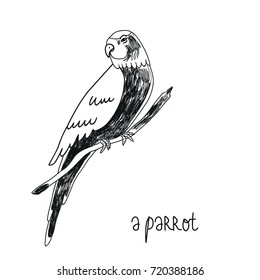 Illustration with parrot. Vector image.